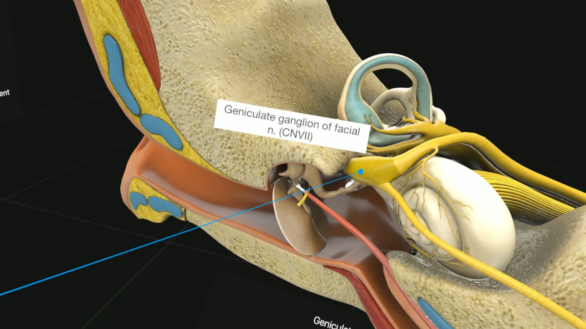 图片[3]-3D Organon VR 人体解剖学 VR-勇士吧