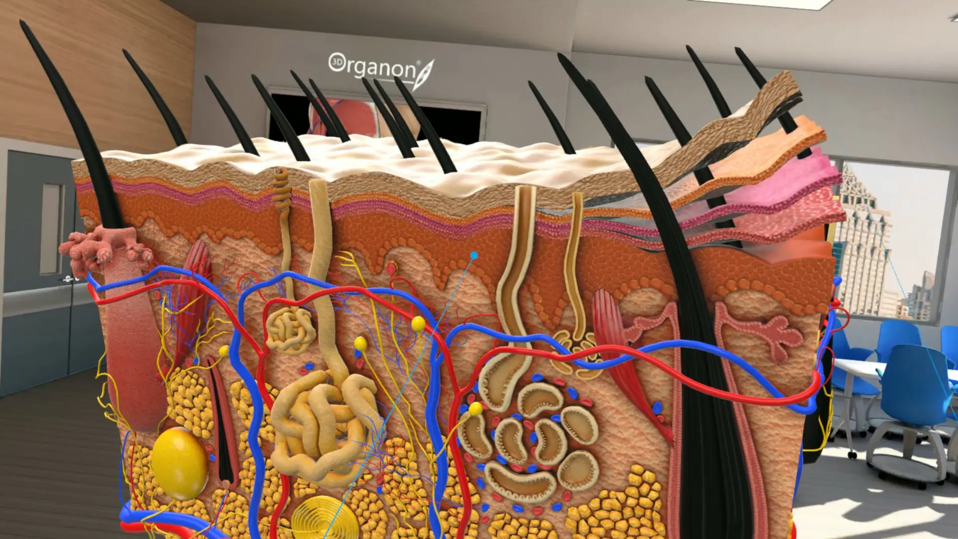 图片[5]-3D Organon VR 人体解剖学 VR-勇士吧